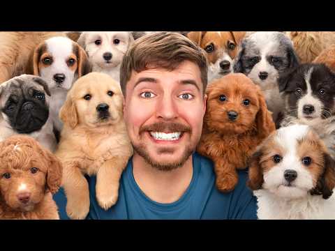 I Rescued 100 Abandoned Dogs!