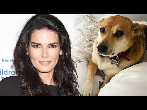 Angie Harmon’s Dog Shot by Instacart Driver: Lawyer Explains Next Steps