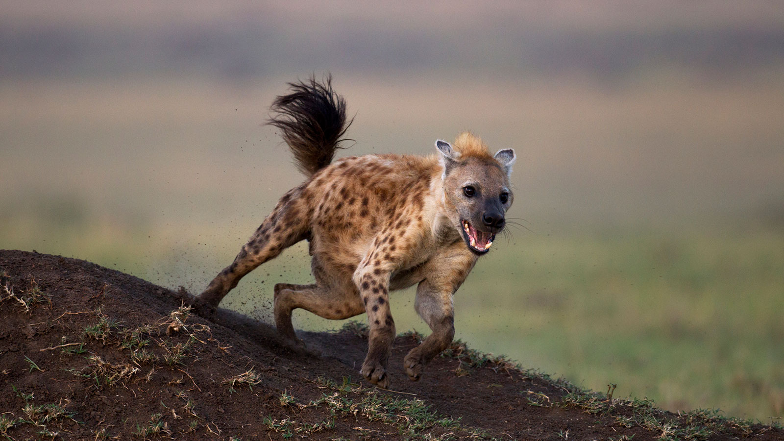 JUST IN: Fear Grips Residents As Hyena Breaks Loose From Custody